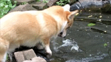tumblr_moif72qF751stgzx6o1_r1_250.gif