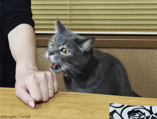 tumblr_nvdzku3yfO1qzag1wo1_500.gif