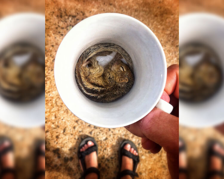 chipmunk-in-cup-50655.jpg