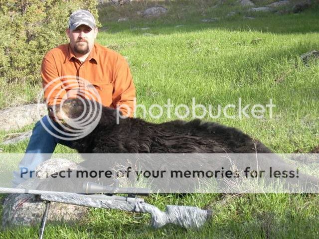 Bear3-3.jpg