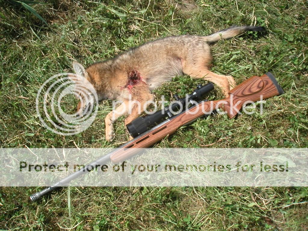 coyoten6ai.jpg