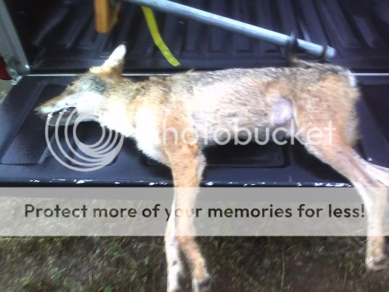 Coyote.jpg