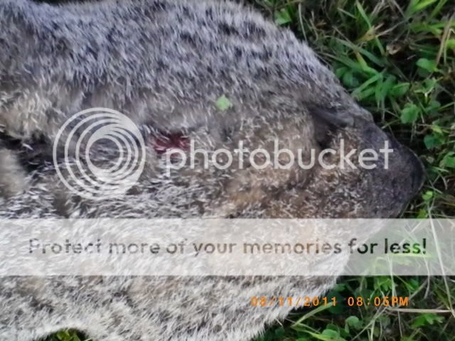 IMGP0020.jpg