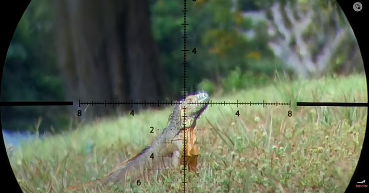FF%20Iguana.png