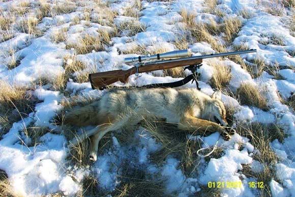 Coyote-1.jpg