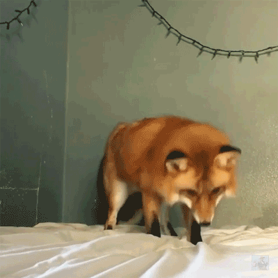 tumblr_oafk0gacfi1ry46hlo1_r1_400.gif