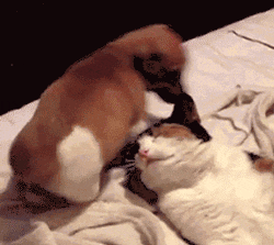 tumblr_ox39tyHNj51rir0h2o1_250.gif