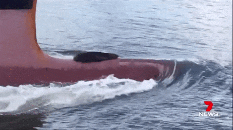tumblr_omvd0hppBc1vnq1cro1_500.gif