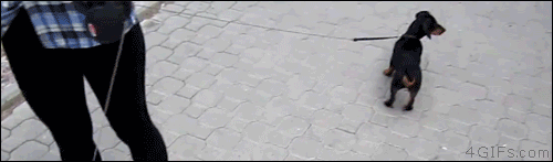 tumblr_nmpvleY0ko1tlb56zo1_500.gif
