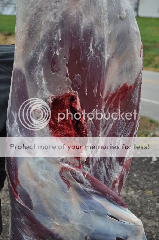 2011Buck12.jpg