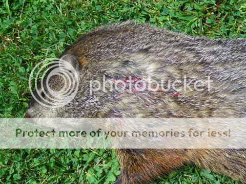 IMGP0085.jpg