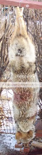 Back_Dans_Yote_2-5-2006--small.jpg