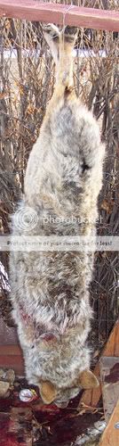 Back_LeRoys_Yote_2-5-2006--small.jpg