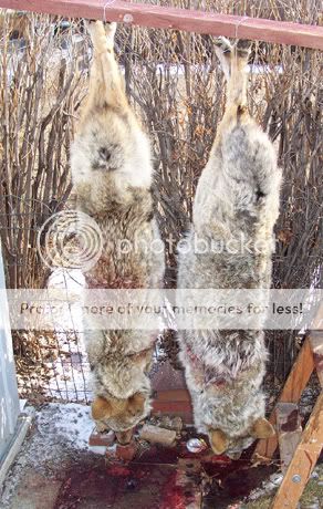 Backs_Yotes_2-5-2006--small.jpg