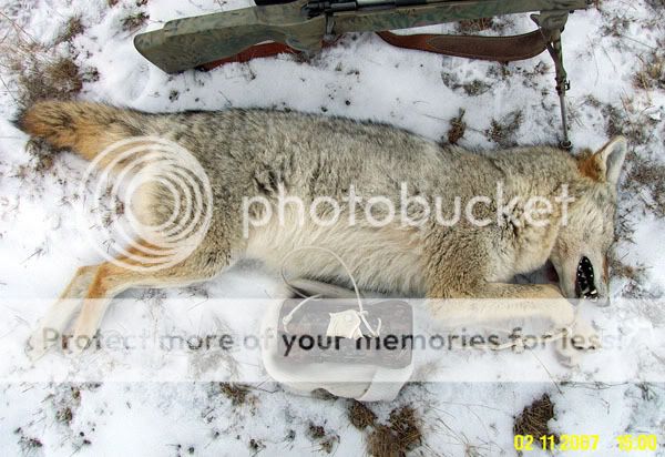 Coyote_Close--small.jpg