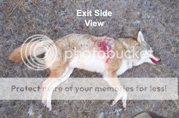 Coyote_Exit_Side_11-9-2006--small.jpg