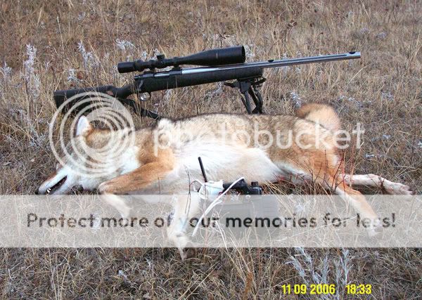 Coyote_Rifle_FoxPro_11-9-2006--smal.jpg