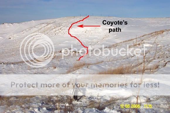 Coyotes_Path_text--small.jpg