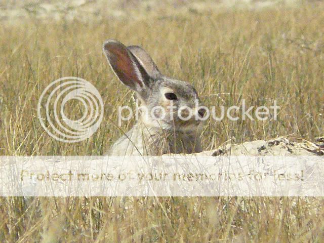 Rabbit--6--small.jpg